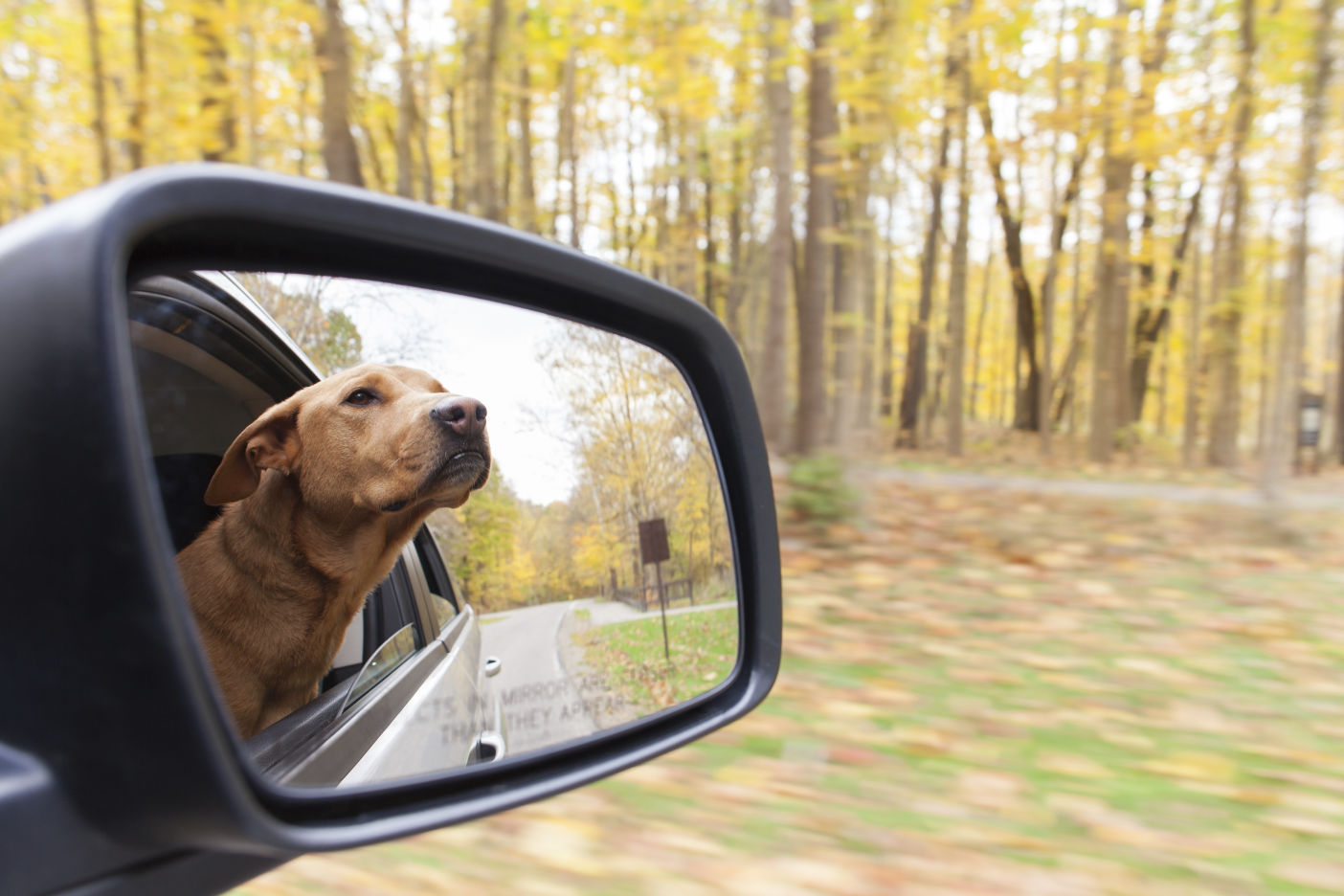 Dogs left in cars